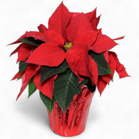 Божиќен цвет